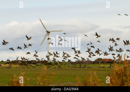 Weißwangengans (Branta Leucopsis), Scharen ausziehen im Sumpf-Landschaft mit einer Windmühle, Westermarsch, Ostfriesland, Niedersachsen, Deutschland Stockfoto