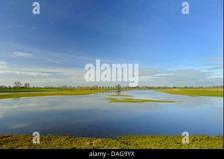 überschwemmten Wiesen am Rhein Hochwasser, Schenkenschanz, Niederrhein, Nordrhein-Westfalen, Deutschland Stockfoto