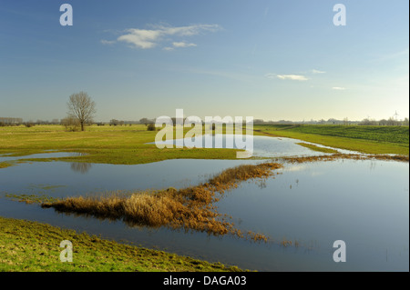 überschwemmten Wiesen am Rhein Hochwasser, Schenkenschanz, Niederrhein, Nordrhein-Westfalen, Deutschland Stockfoto