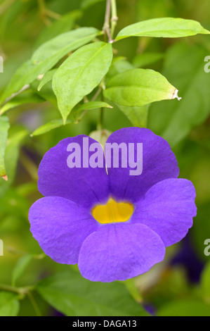 Des Königs Mantel, Bush Uhr-Rebe, Bush Clockvine (Thunbergia Erecta), Blume, Deutschland, botanischen Garten Bochum Stockfoto