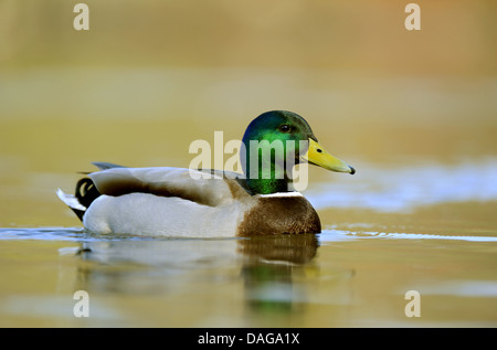 Stockente (Anas Platyrhynchos), Schwimmen Drake, Deutschland, Nordrhein-Westfalen Stockfoto