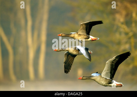 Graugans (Anser Anser), drei Gänse im Flug, Deutschland, Nordrhein-Westfalen, Niederrhein Stockfoto