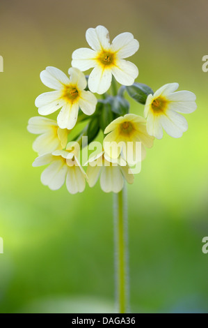 Echte Schlüsselblume (Primula Elatior), Blütenstand, Deutschland, Nordrhein-Westfalen Stockfoto