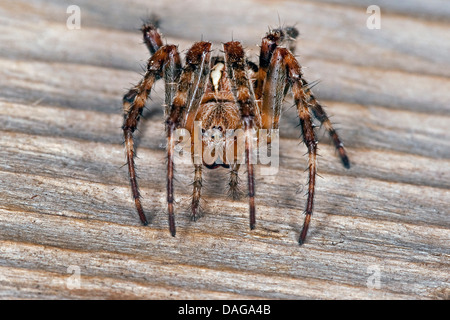 Cross-Orbweaver, Europäische Kreuzspinne Kreuz Spinne (Araneus Diadematus), sitzt auf Totholz, Deutschland Stockfoto