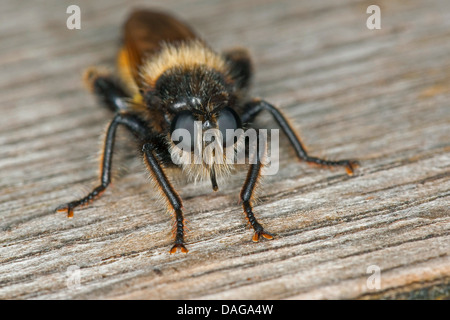 Gelbe Laphria (Laphria Flava), weibliche sitzen auf Totholz, Deutschland Stockfoto