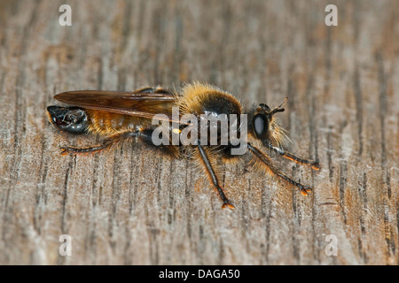 Gelbe Laphria (Laphria Flava), männliche sitzen auf Totholz, Deutschland Stockfoto