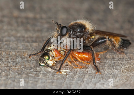 Gelbe Laphria (Laphria Flava), Männchen mit einem Gefangenen gemeinsame Blattwespen, Deutschland Stockfoto