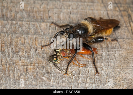 Gelbe Laphria (Laphria Flava), Männchen mit einem Gefangenen gemeinsame Blattwespen, Deutschland Stockfoto