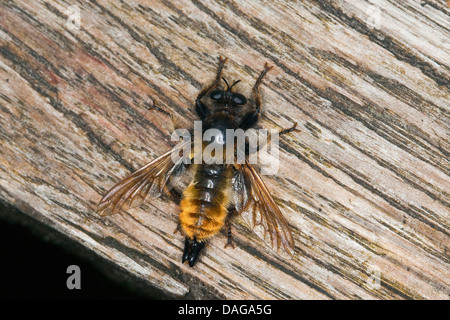 Gelbe Laphria (Laphria Flava), sitzen auf Totholz, Deutschland Stockfoto