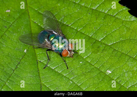 Greenbottle, grüne Flasche fliegen (Lucilia spec.), Frau sitzt auf einem Blatt, Deutschland Stockfoto