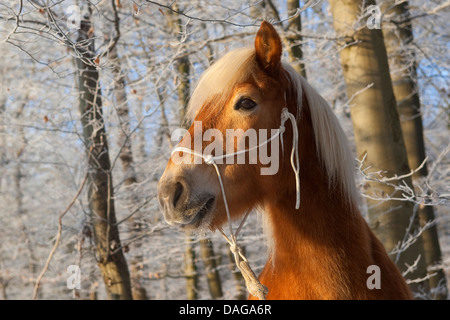 Haflinger-Pferd (Equus Przewalskii F. Caballus), Portrait in einen Winterwald Stockfoto