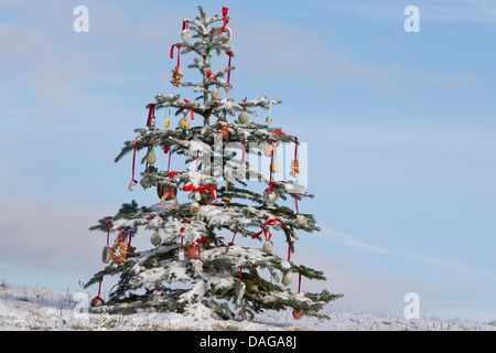 Weihnachtsbaum in einem verschneiten Garten, geschmückt mit Meisenknödeln für die Vögel, Deutschland Stockfoto