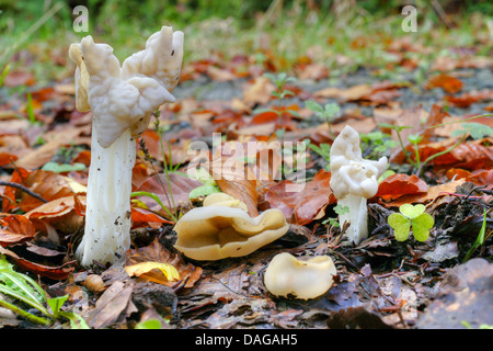 weißer Sattel (Helvella Crispa), Deutschland, NRW, Hochsauerland Stockfoto