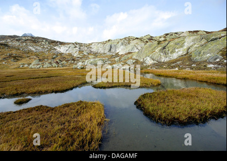 Hochmoor-Landschaft im Bereich Grimselpass, Goms, Oberwallis, Wallis, Schweiz Stockfoto