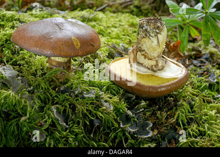 rutschige Jack (Suillus Luteus), in Moos, Deutschland, Rheinland-Pfalz, Eifel Stockfoto