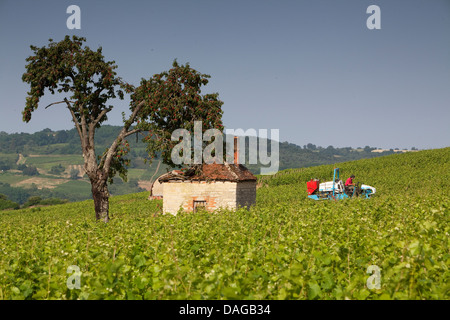 Reben Spritze in die Weinberge der Appellation Maranges, Côte de Beaune Stockfoto