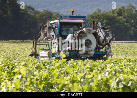 Weinberg-Schlepper Spritzen Reben in einem Côte de Beaune-Weingut Stockfoto