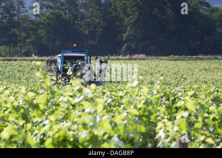 Weinberg-Schlepper Spritzen Reben in einem Côte de Beaune-Weingut Stockfoto