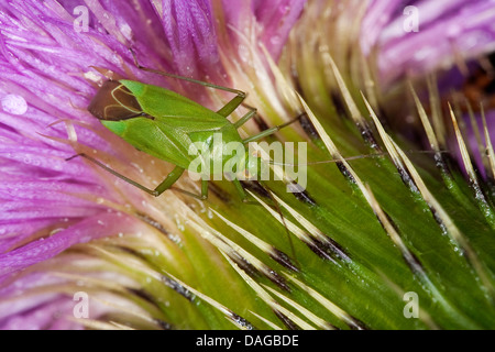 Kapsid Bug (Calocoris Affinis), bei einer Distel, Deutschland Stockfoto