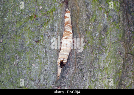 Hornisse, braune Hornisse, Europäische Hornisse (Vespa Crabro), am Eingang zu seinem Nest in einem hohlen Baum, Deutschland Stockfoto