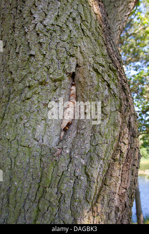 Hornisse, braune Hornisse, Europäische Hornisse (Vespa Crabro), am Eingang zum Nest in einem hohlen Baum, Deutschland Stockfoto
