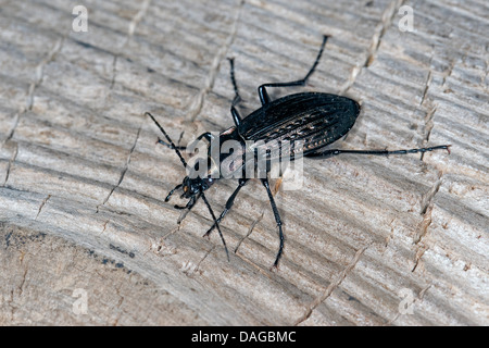 Bereich Boden Käfer (Carabus Granulatus) auf Totholz, Deutschland Stockfoto