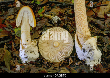 Tawny Grisette (Amanita Fulva), Detailansichten von den Fruchtkörpern auf Wald, Boden, Deutschland, Nordrhein-Westfalen, Bergisches Land Stockfoto