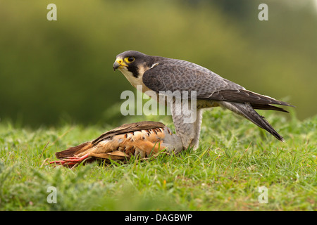 Wanderfalken Falco Peregrinus mit Beute (Rebhuhn) Stockfoto