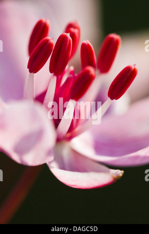 Blüte-Rush (Butomus Umbellatus), Ausdauer, Deutschland, NRW Stockfoto