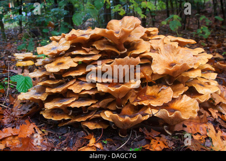 Hallimasch (Armillaria Mellea), alte Fruchtkörper Körper, Deutschland Stockfoto