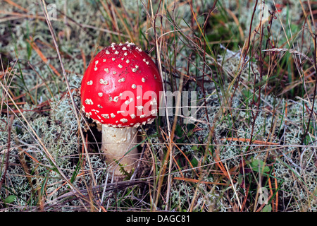 Fliegenpilz (Amanita Muscaria), fliegen jung Agaric, Deutschland Stockfoto