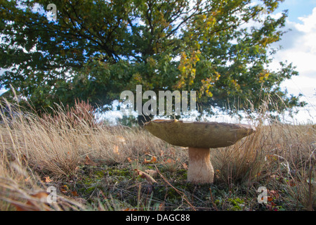 Penny Bun, Cep (Boletus Edulis), große Penny Bun, Deutschland Stockfoto