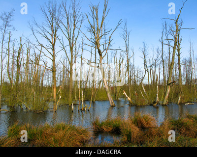 Moor-Teich in Hellmoor nach der Renaturierung mit toten Bäume, Deutschland, Schleswig-Holstein, Panten Stockfoto