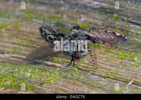 Jumping Spider (Marpissa Muscosa, Marpissa Rumpfii), mit Gefangenen fliegen, Deutschland Stockfoto