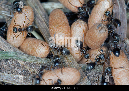 Schwarzer Garten, gemeinsame Schwarze Ameise (Lasius S. str., Wahrscheinlich Lasius Niger), nest mit Puppen und Arbeiter, Deutschland Stockfoto