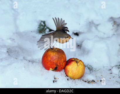 Rotkehlchen (Erithacus Rubecula), im Winter an den Futterplatz, Deutschland Stockfoto