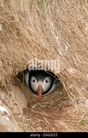 Papageitaucher (Fratercula Arctica) innen nisten Graben - Borgarfjorour Marina, Island Stockfoto