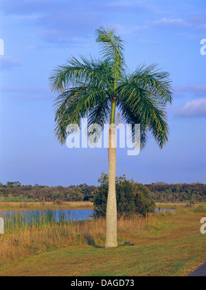 Königspalme (Roystonea Regia, Roystonia Regia), Baum, USA, Florida Stockfoto