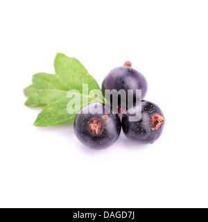 Frische reife Johannisbeeren mit Blättern isoliert auf weiss Stockfoto