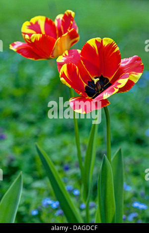 gemeinsamer Garten-Tulpe (Tulipa Gesneriana), rote und gelbe Tulpen, Deutschland, Naturpak Bergisches Land Stockfoto