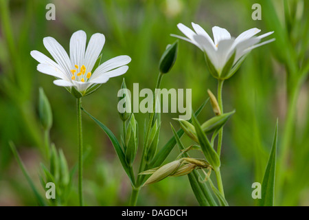 Easterbell Hahnenfußgewächse, größere Stitchwort (Stellaria Holostea), Blumen, Deutschland, NRW, Bergisches Land Stockfoto