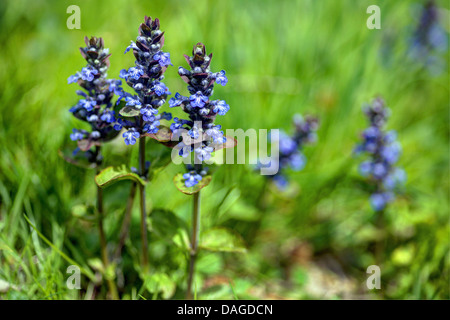 gemeinsamen Signalhorn, schleichende Bugleweed (Ajuga Reptans), blühen, Oberbayern, Oberbayern, Bayern, Deutschland Stockfoto