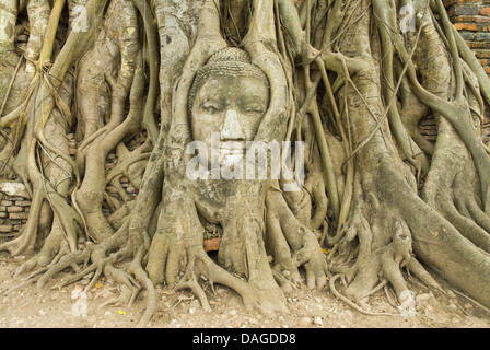 Buddha-Bildnis zwischen Baumwurzeln am Tempel Komplex Wat Mahathat Ayutthaya, Thailand, Ayutthaya Stockfoto