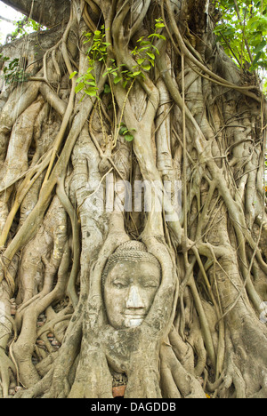 Buddha-Bildnis zwischen Baumwurzeln am Tempel Komplex Wat Mahathat Ayutthaya, Thailand, Ayutthaya Stockfoto