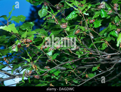 Feld Maybeetle (Melolontha Hippocastani), Feld viele Maybeetle Fütterung auf eine Beechtwig, Deutschland Stockfoto