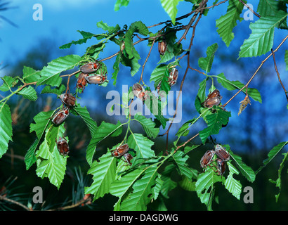 Feld Maybeetle (Melolontha Hippocastani), Feld viele Maybeetle Fütterung auf eine Beechtwig, Deutschland Stockfoto