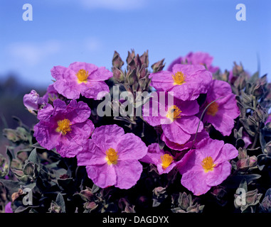 Kretische Rock rose (Cistus Creticus), blühen, Griechenland, Kos Stockfoto