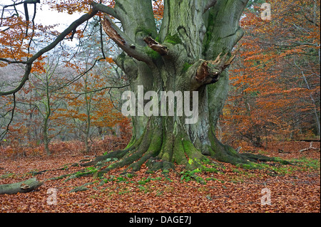 Rotbuche (Fagus Sylvatica), alte Buche im Herbst, Deutschland, Hessen, NSG Reinhardswald Stockfoto