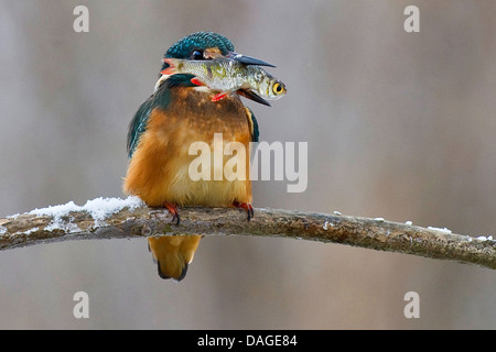 Fluss-Eisvogel (Alcedo Atthis), im Winter mit Rudd in seiner Rechnung, Deutschland, Niedersachsen Stockfoto