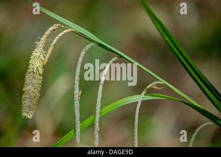 Hängende Segge, Riesen-Segge Grass (Carex Pendel), Blütenstand, Deutschland, Rheinland-Pfalz, Siebengebirge Stockfoto